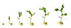 The Agile Origins of Project Management 2.0