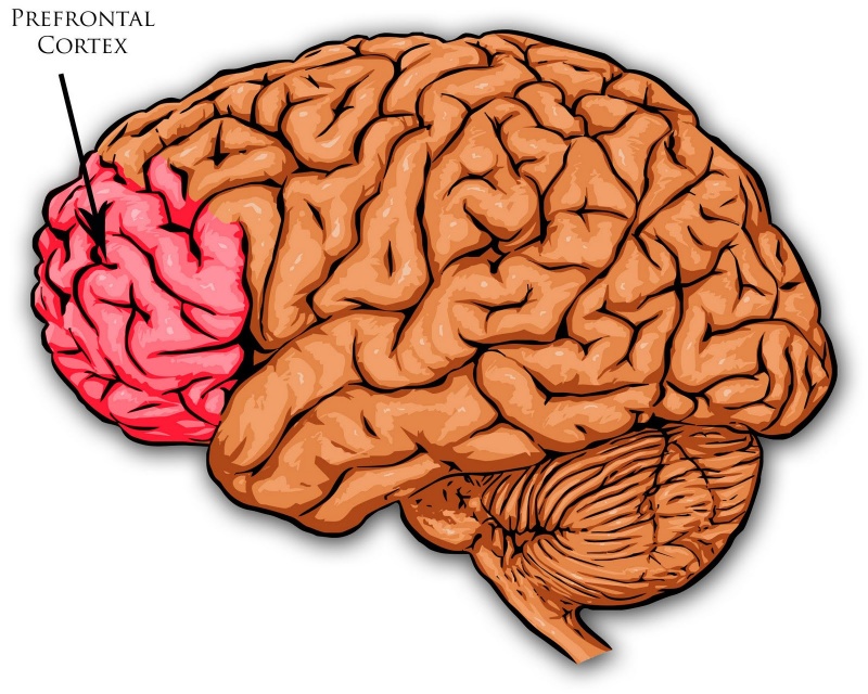 Le cortex préfrontal, qui enveloppe l'avant de votre cerveau.