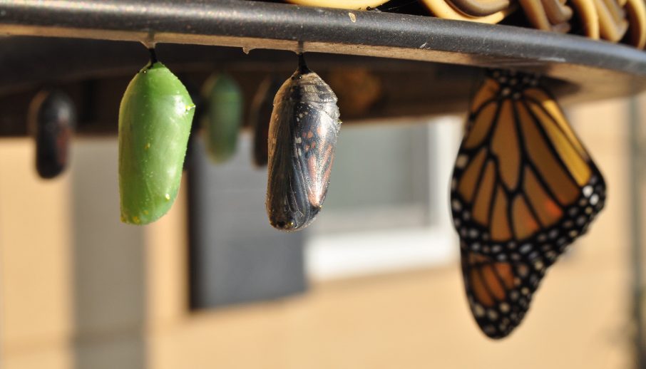 Overcome the Fear of Failure Adopt a True Growth Mindset